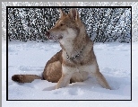 Saarlooswolfhond, �nieg, krzaki
